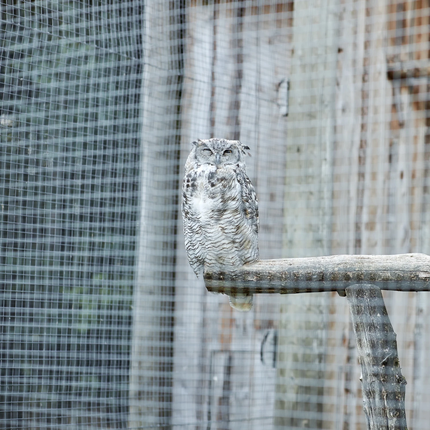 ECD Germany Volierendraht Silber, Stahl 0,75mm, 25m - Grau - 24 x 100 x 2500 cm 5 ECD Germany Volierendraht Silber, Stahl 0,75mm, 25m - Grau - 24 x 100 x 2500 cm – Bild 3