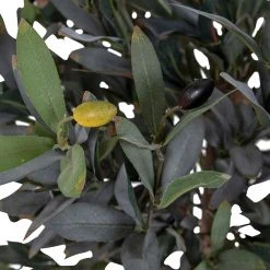 Twentyfour Kunstpflanze Olivenbaum - Kunststoff - Grün -Günstiges Deko Geschäft 1000253654 210319 11463500096 DETAILS P000000001000253654