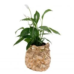 Kare Design Deko Übertopf Lion I - Gold - Kunststoff -Günstiges Deko Geschäft 1000277549 210707 09483700166 DETAILS P000000001000277549