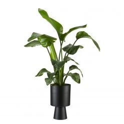 Twentyfour Deko-Übertopf Svala - Eisen - Schwarz -Günstiges Deko Geschäft 1000309895 211118 11272600731 DETAILS P000000001000309895