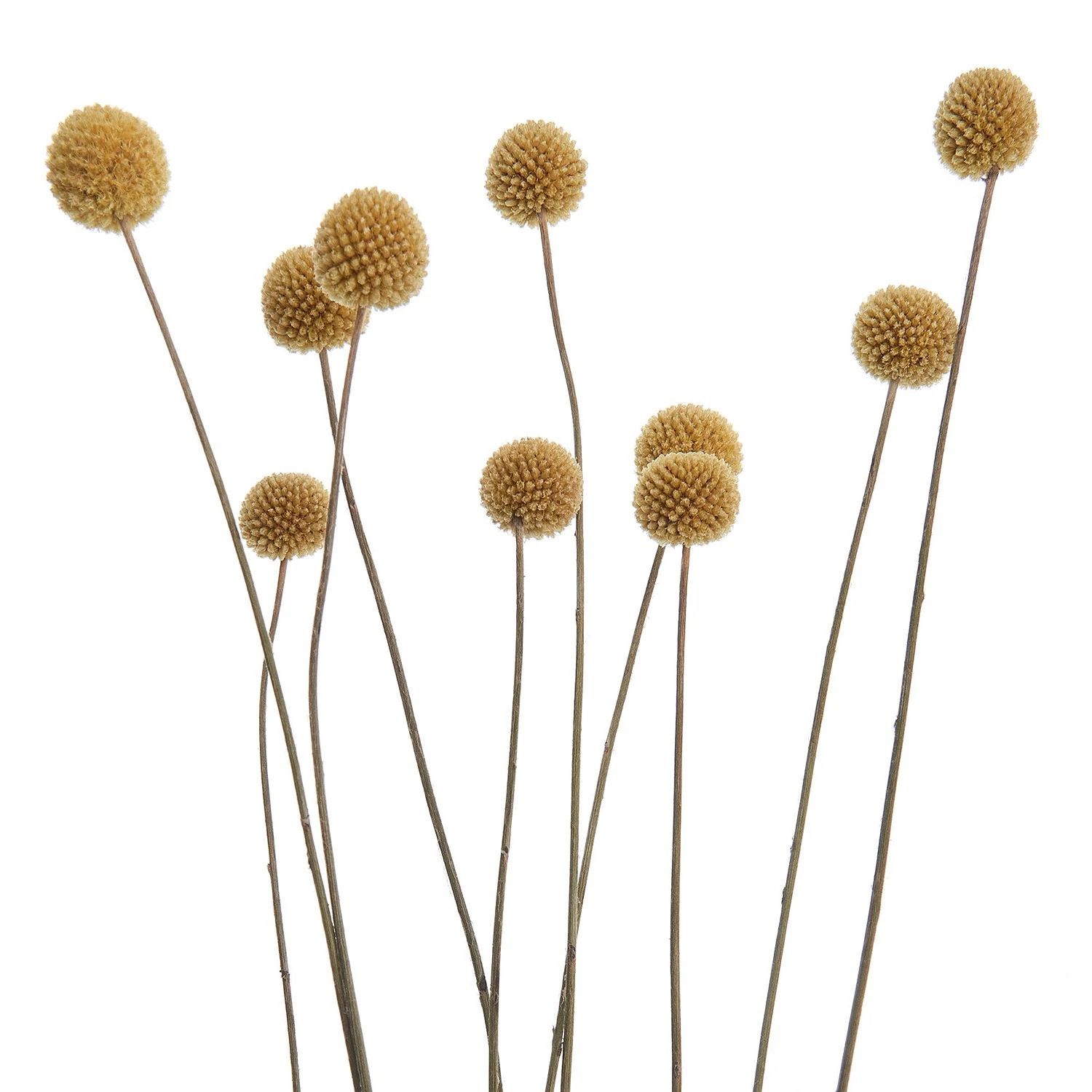 Butlers Trockenblumen Craspedia FLOWER MARKET - Pflanzenblatt - Natur 5 Butlers Trockenblumen Craspedia FLOWER MARKET - Pflanzenblatt - Natur – Bild 3