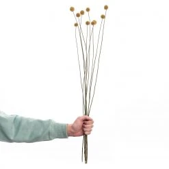 Butlers Trockenblumen Craspedia FLOWER MARKET - Pflanzenblatt - Natur 10 Butlers Trockenblumen Craspedia FLOWER MARKET - Pflanzenblatt - Natur -Günstiges Deko Geschäft 1000339872 220310 040 DETAILS P000000001000339872