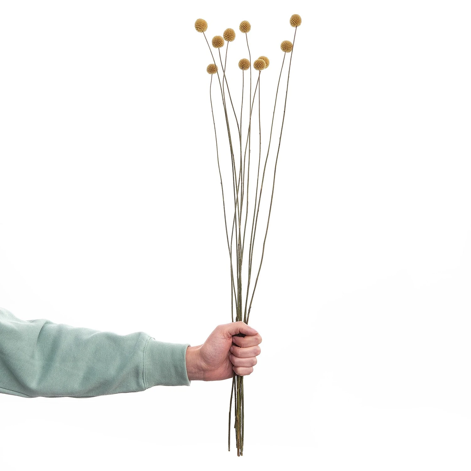 Butlers Trockenblumen Craspedia FLOWER MARKET - Pflanzenblatt - Natur 6 Butlers Trockenblumen Craspedia FLOWER MARKET - Pflanzenblatt - Natur – Bild 4