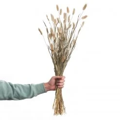 Butlers Lagurusgras-Set FLOWER MARKET (2-tlg.) - Pflanzenblatt - Natur 7 Butlers Lagurusgras-Set FLOWER MARKET (2-tlg.) - Pflanzenblatt - Natur -Günstiges Deko Geschäft 1000339885 220310 040 DETAILS P000000001000339885