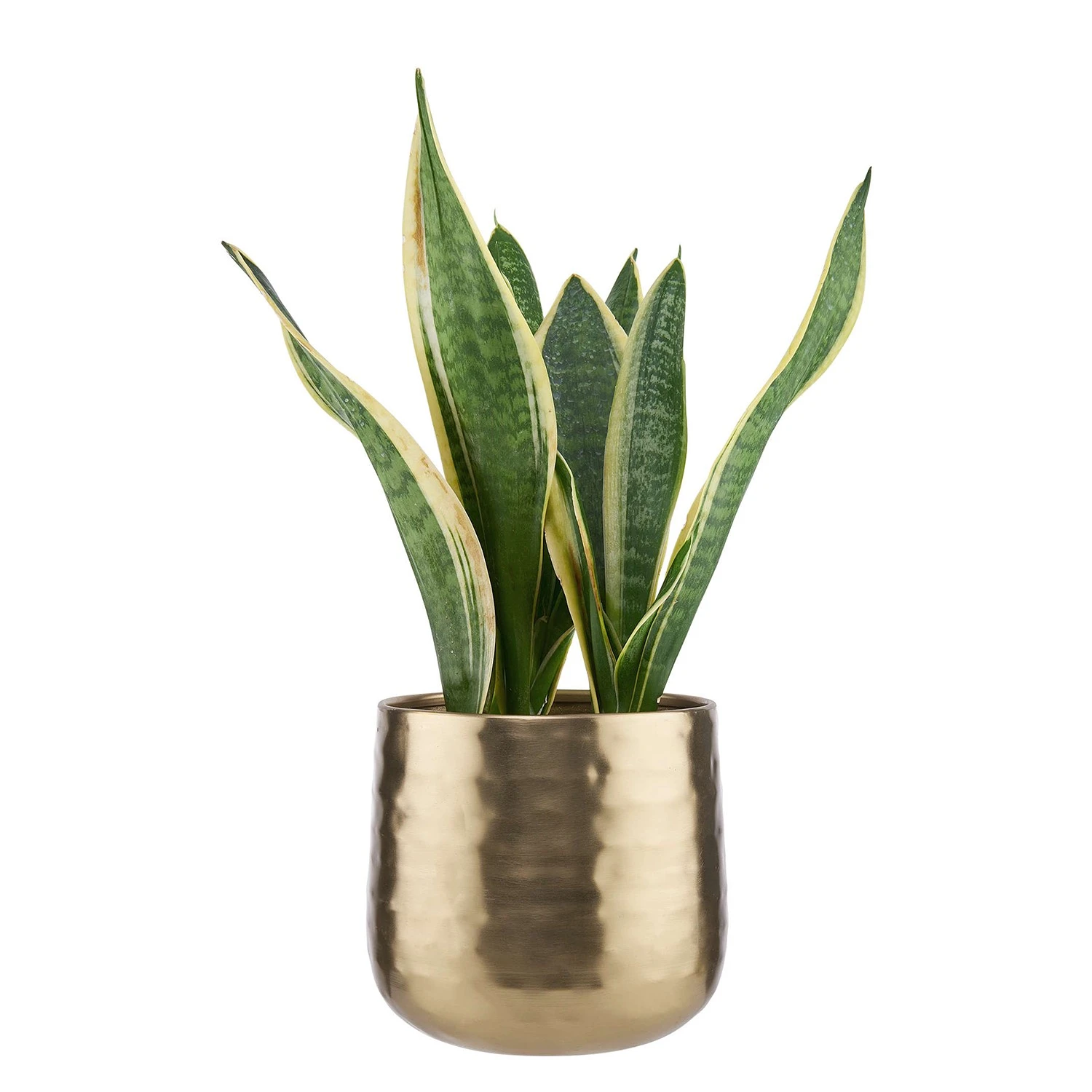 Butlers Übertopf PLANTA II - Eisen - Gold 4 Butlers Übertopf PLANTA II - Eisen - Gold – Bild 2