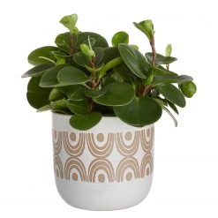 Butlers Blumentopf OVER THE RAINBOW - Steingut - Creme -Günstiges Deko Geschäft 1000364991 220802 030 DETAILS P000000001000364991