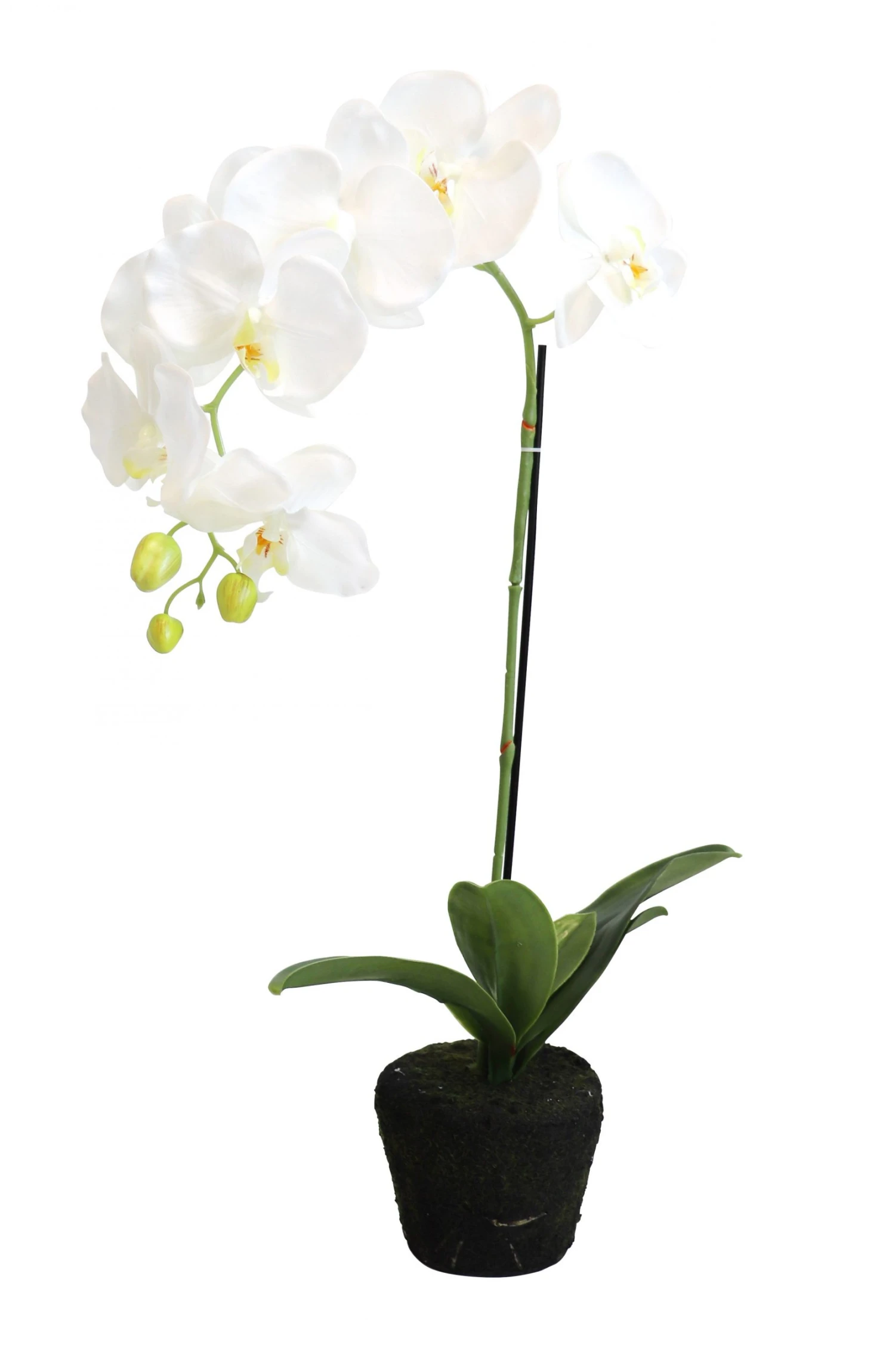 Flowforia Orchidee getopft 3 Flowforia Orchidee getopft