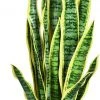 Costway Kunstpflanze Sansevieria 90 cm -Günstiges Deko Geschäft 1a6a1f8f29fb4dc5af2472a0a015ec58
