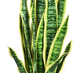 Costway Kunstpflanze Sansevieria 90 cm