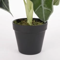 Mica Decorations Kunstpflanze Alocasia - Höhe: 50 cm -Günstiges Deko Geschäft 20cdf66696e145c082b842bb7ccf966d scaled