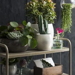 Mica Decorations Blumentopf Lester -Günstiges Deko Geschäft 2dd0f4a5935a4eb480f3712ed6e706c6 scaled