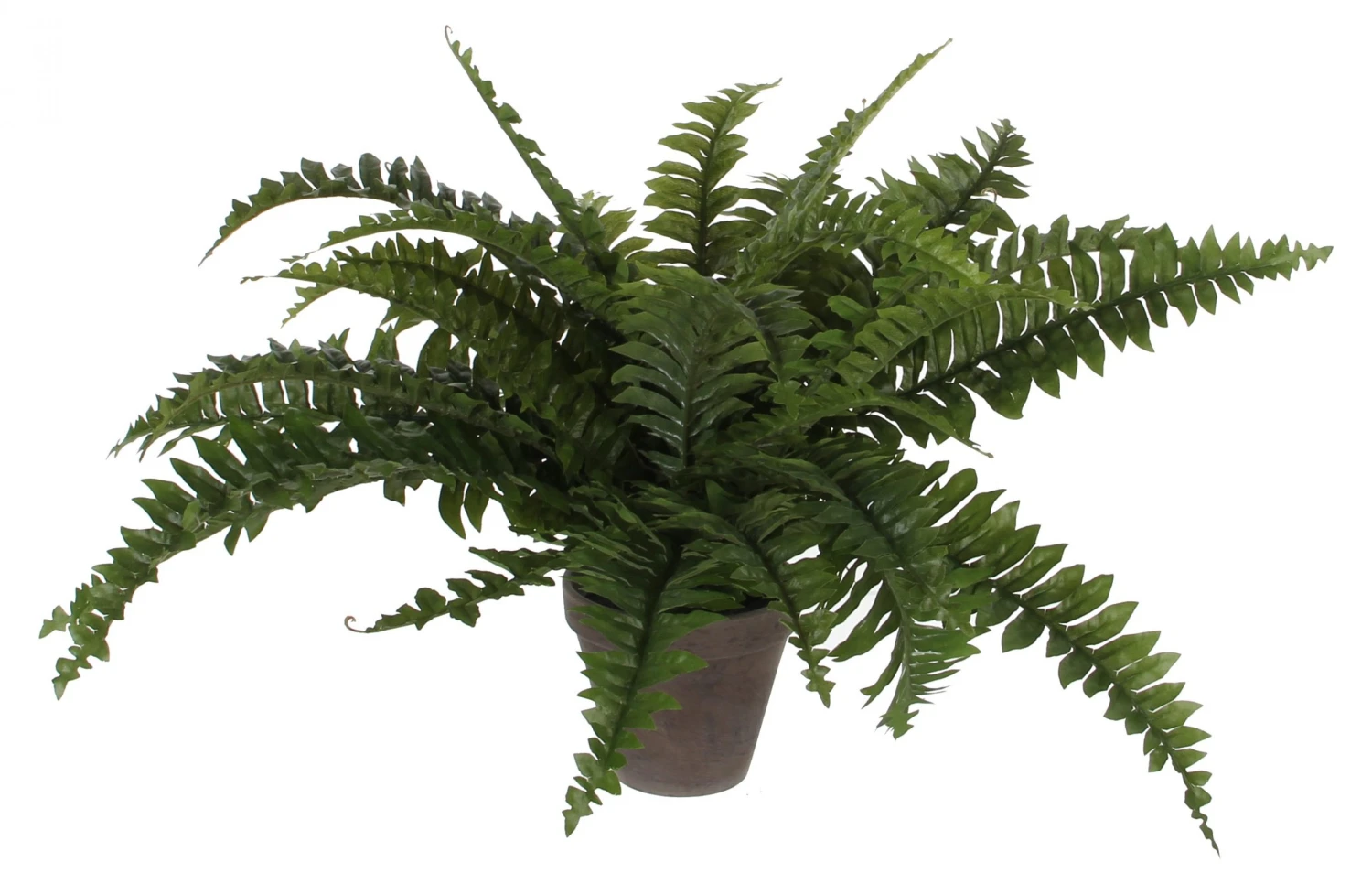 Mica Decorations Kunstpflanze Boston Farn - 50 x 42 x 50 cm - Durchmesser: 50 cm 3 Mica Decorations Kunstpflanze Boston Farn - 50 x 42 x 50 cm - Durchmesser: 50 cm