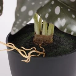 Mica Decorations Kunstpflanze Begonia -Günstiges Deko Geschäft 398d2693b7d04911bdc677816ed33aa3 scaled