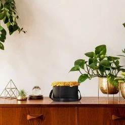 Relaxdays Schwarze Rosenbox mit 18 goldenen Rosen -Günstiges Deko Geschäft 6a09ec9106a54ffe983d510f30e1d76c