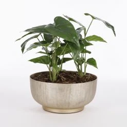 House of Seasons Pflanzenschale Sofia -Günstiges Deko Geschäft 7829b31c27cc4bb68e22d385102bf790 scaled