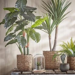 Mica Decorations Glasglocke Hella - 21 x 30 x 21 cm - Durchmesser: 21 cm 8 Mica Decorations Glasglocke Hella - 21 x 30 x 21 cm - Durchmesser: 21 cm -Günstiges Deko Geschäft 9dff470243bf4148a45d771ebdb2f0a4 scaled