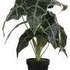 Mica Decorations Kunstpflanze Alocasia - Höhe: 50 cm 2 Mica Decorations Kunstpflanze Alocasia - Höhe: 50 cm -Günstiges Deko Geschäft b4b03793cf9147578510f86f4ee72fb3.cropped 835 1175 1184 1677.processed