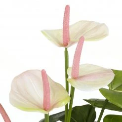 Mica Decorations Kunstpflanze Anthurium - Hellrosa 9 Mica Decorations Kunstpflanze Anthurium - Hellrosa -Günstiges Deko Geschäft d6980cf122154d8a8d35e8e726c266b6 scaled