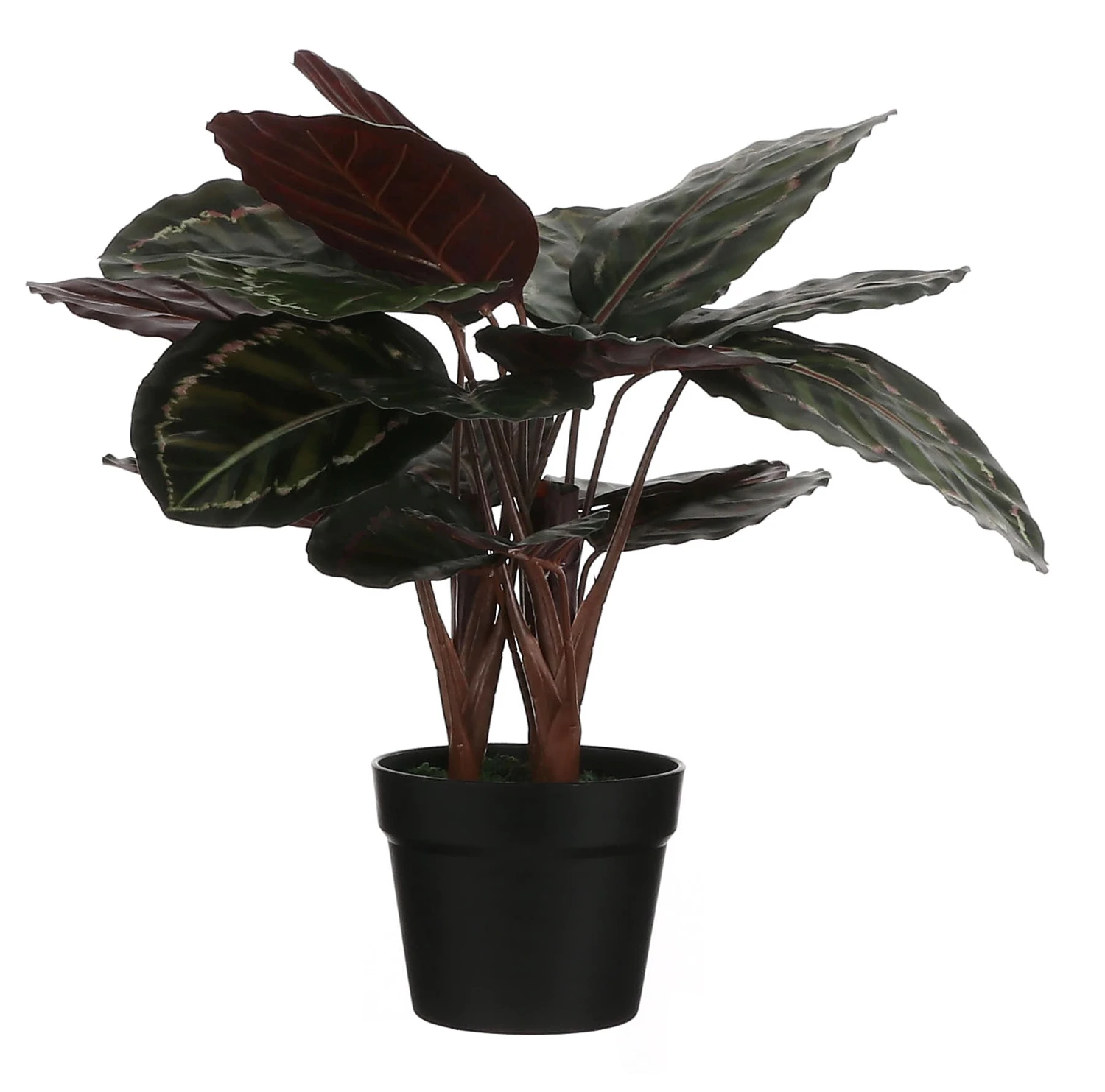 Mica Decorations Kunstpflanze Calathea Roseoptica 3 Mica Decorations Kunstpflanze Calathea Roseoptica